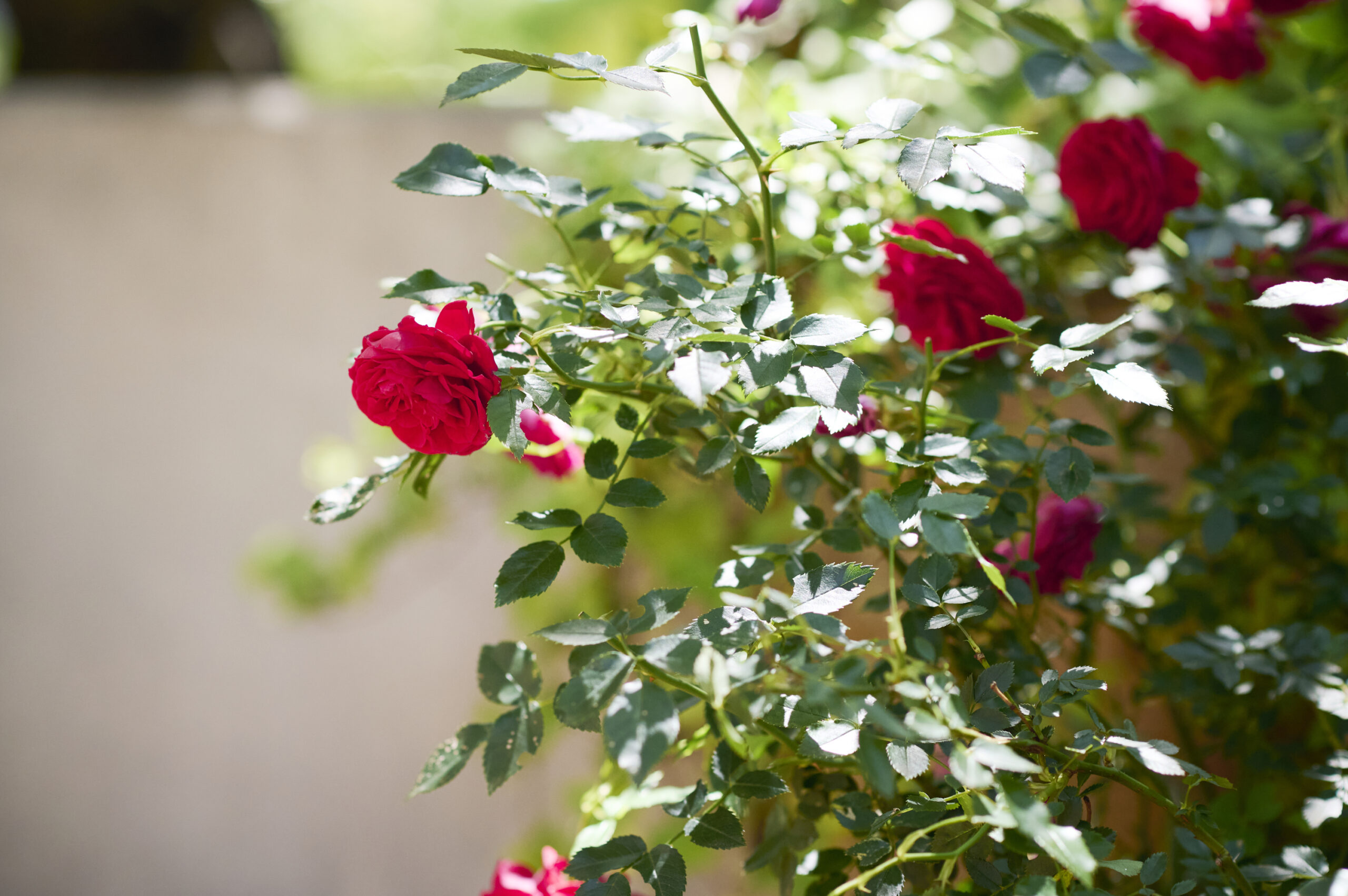 “あざとい”はもう古い!?